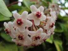Closeup Shot Of Blooming Hoya Flowers In The Greenery At Daytime