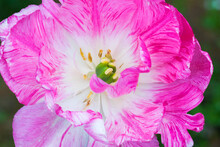Pink White Tulip Flower Top View, Macro Photo