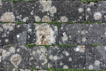 Gray Wall Of Stone Blocks Of Bricks Between Which Grows Green Grass. Natural Surface Texture