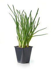 Wall Mural - green onion in flower pot