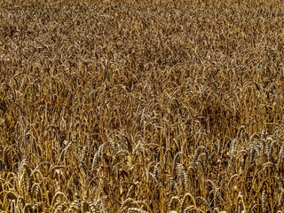 yellow ripe ears of wheat, ready for harvest, stands in the field on a sunny day