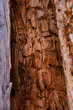 Tree Rot Texture