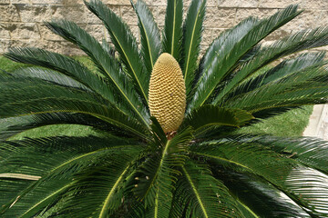 close up of center of saga palm of with green leaves, saga palm trees