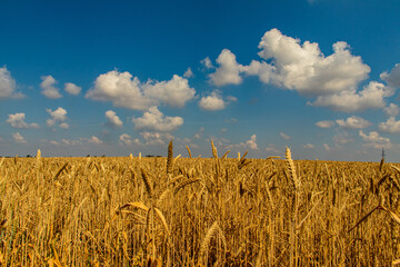 Beautiful golden wheat field stretching towards the horizon and blue sky. Close-up, selective focus.