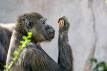 Gorilla Eating Vegetable