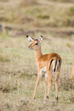 Fototapeta Sawanna - Young female Grant's Gazelle in the Maasai Mara National Park, Kenya