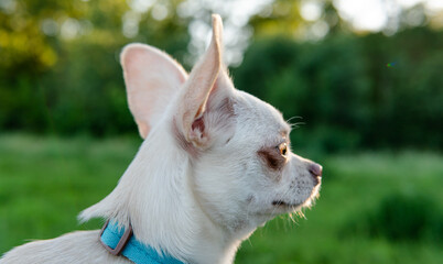 Chihuahua dog puppy of white color. Chihuahua dog breeding cult