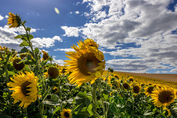 Sticker - Sunflower field around Moravian Tuscany