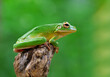 frog tree frog