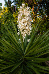 Wall Mural - Beautiful flowering yucca plant in Los Angeles, Southern California