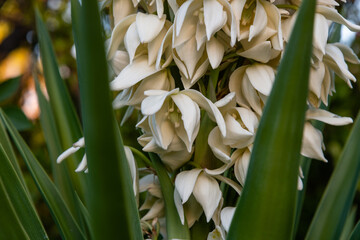 Wall Mural - Beautiful flowering yucca plant in Los Angeles, Southern California