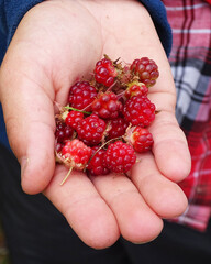 ripe red berries of wild cloudberry in the palm of your hand