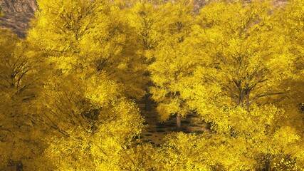 Canvas Print - Aspen valley in Colorado during Autumn