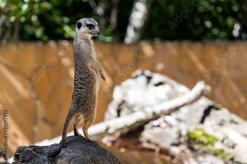 Cuadros en Lienzo One young meerkat stands on a stone and guards the territory of the family