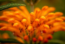 Close Up Of A Fuzzy Orange Lions 
Ear  Plant