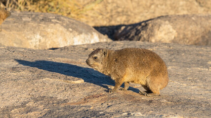 Wall Mural - Rock Hyrax or Dassie in South Africa