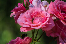 A Bee And A Bumblebee Collect Pollen From Blooming Pink Roses.