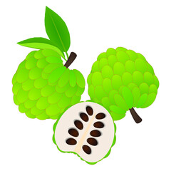 Wall Mural - Whole cherimoya fruits and half on a white background.