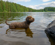Dog standing in lake. Dog breed: Lagotto Romagnolo