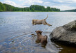 Dog jumping into lake. Another one watching. Dog breed: Lagotto Romagnolo