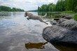 Dog jumping into lake. Dog breed: Lagotto Romagnolo