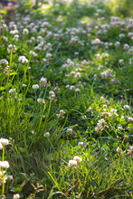 Spring / Summer Meadow With Grass, White Clover Flower Heads And Other Plants And Flowers
