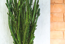 Tall Thin Skinny Straight Indoors And Outdoors Cactus Against The Grey Wall And Red Bricks, Closeup View On A Home Cactus Plant Decor At The Terrace Of The House, Gardening Ideas