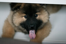 10 Week Old Eurasier Puppy Dog With Spotted Tongue Hiding Under The Table