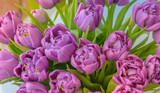 Fototapeta Tulipany - Pink tulip. Tulip flower. Тюльпан. Tulips