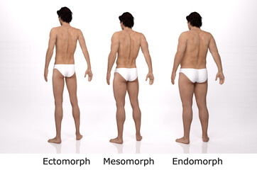 Wall Mural - 3D Rendering : standing male body type illustration : ectomorph (skinny type), mesomorph (muscular type), endomorph (heavy weight type), Back View