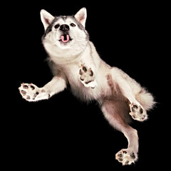 Shot of a Husky floating in space from underneath.