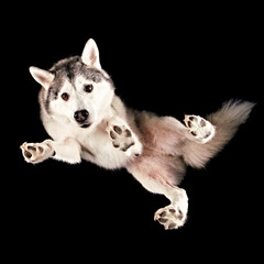 Wall Mural - Shot of a Husky floating in space from underneath.