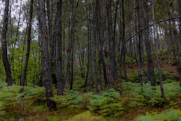 Maravilhosa paisagem de floresta na Europa com pinheiros e samambaias e fleches de luz e sombra. Floresta Portuguesa no interior de Viseu  no verão.