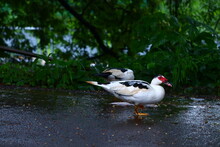 Muscovy Duck Walking Outside On The Rainy Weather