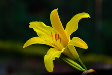 Yellow Day Lily On A Dark Background