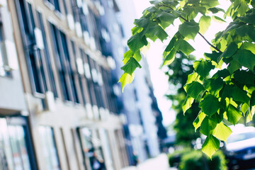 Trees and buildings. A left tilted photo focused on a green tree with light on it leaves and blurred contemporary buildings and cars in it background.