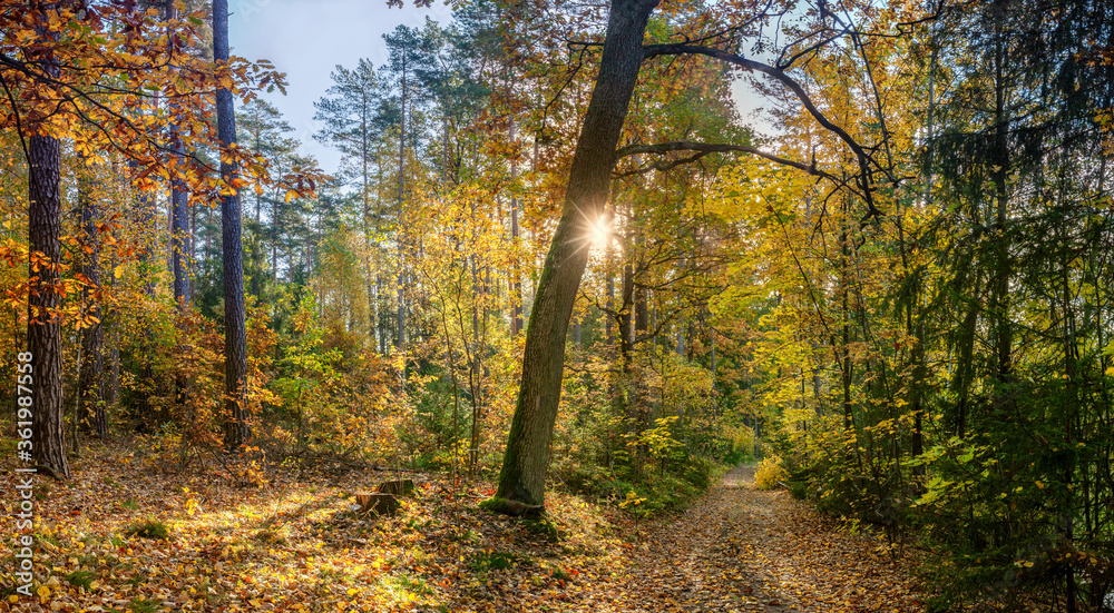 jesień w lasach na Mazurach w północno-wschodniej Polsce - obrazy, fototapety, plakaty 