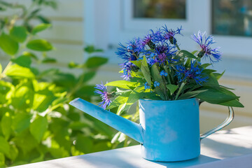 beautiful bouquet of blue cornflower in garden watering