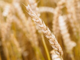 Poster - Closeup shot of wheat in a field at daytime