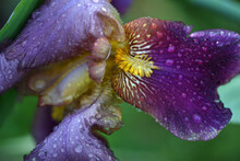 Purple Bearded Iris Flower Close Up