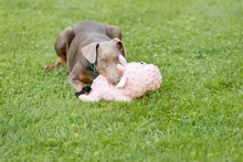 A Doberman Puppy Playing With A Toy Outside