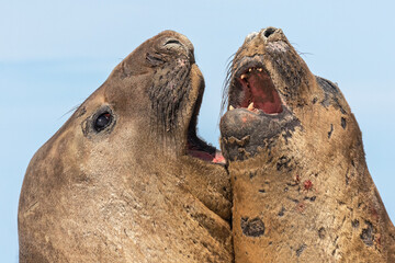 Wall Mural - Southern Elephant Seal fighting