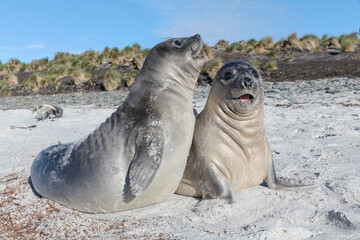 Wall Mural - Southern Elephant Seal pups interaction