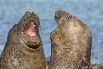 Wall Mural - Southern Elephant Seal - juvenile pair fighting