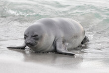 Southern Elephant Seal Pup Coming Ashore