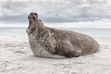 Southern Elephant Seal Adult Male -beach Master Roaring Dominance