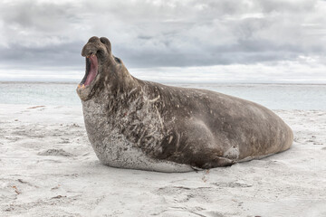 Wall Mural - Southern Elephant Seal adult male -beach master roaring dominance