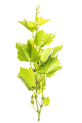 Wall Mural - green fresh vine leaves isolated white background