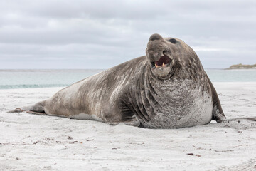 Wall Mural - Southern Elephant Seal adult male - beach master aggression