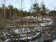 Damaged Pine Forest In The Foreground And The Surviving Forest In The Background. Wintertime. Fallen Tree Trunks.
